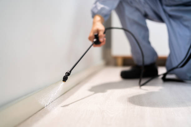 Licensed Wasp Removal service in Dumfries, VA - Show Me Pest Control